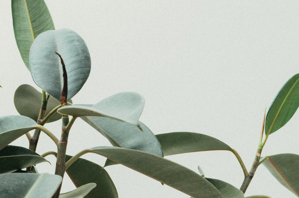 muted green leaves of a plant